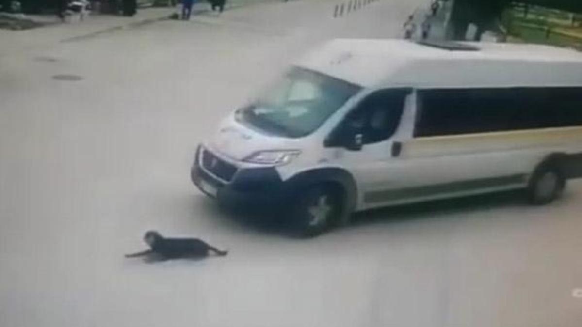 Köpeği ezip geçen şoför kovuldu
