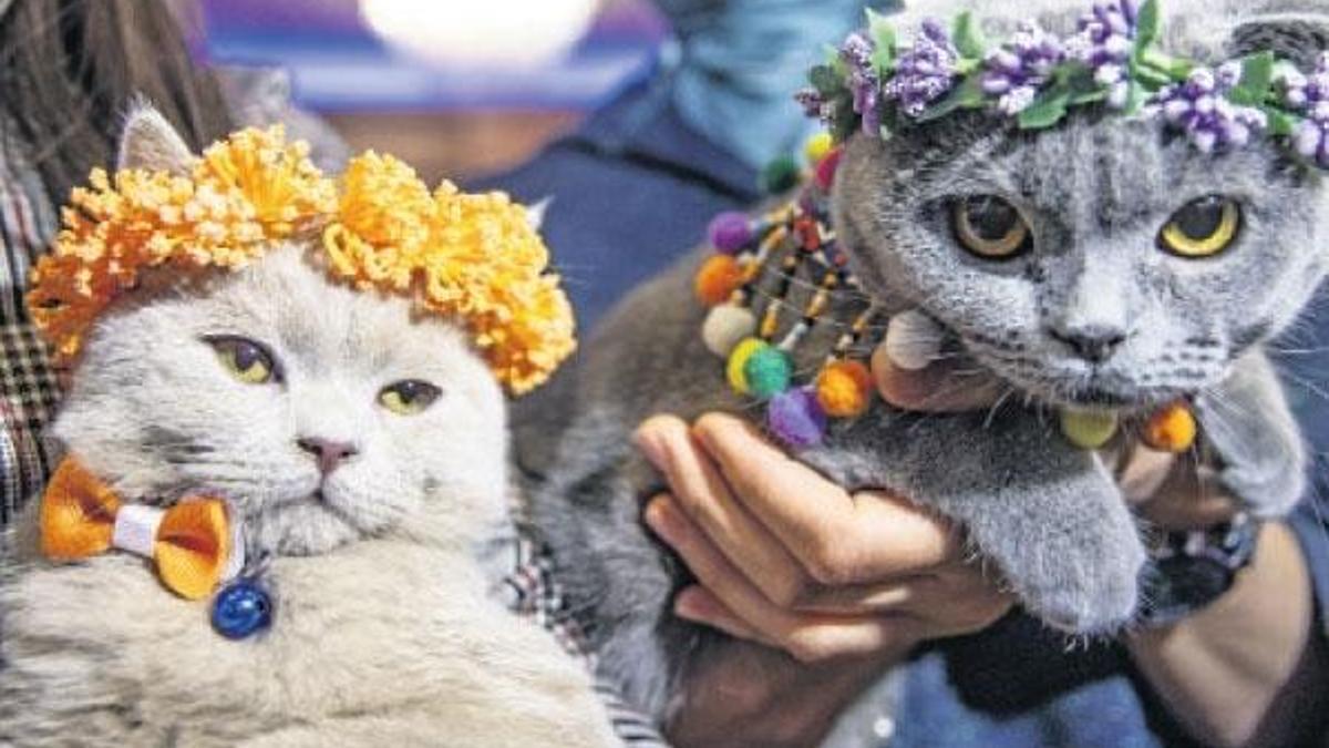 Ankara’da ‘Kedi Güzellik Festivali’