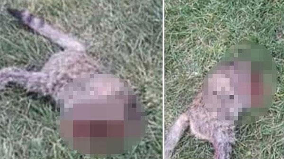 Şanlıurfa'da başı kesilmiş kedi bulundu