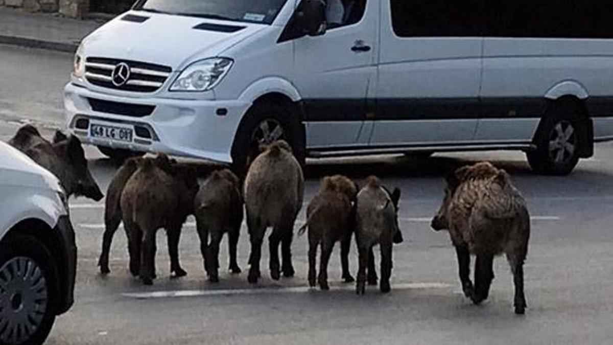 Bodrum'u domuzlar bastı! İşte korkutan o anlar