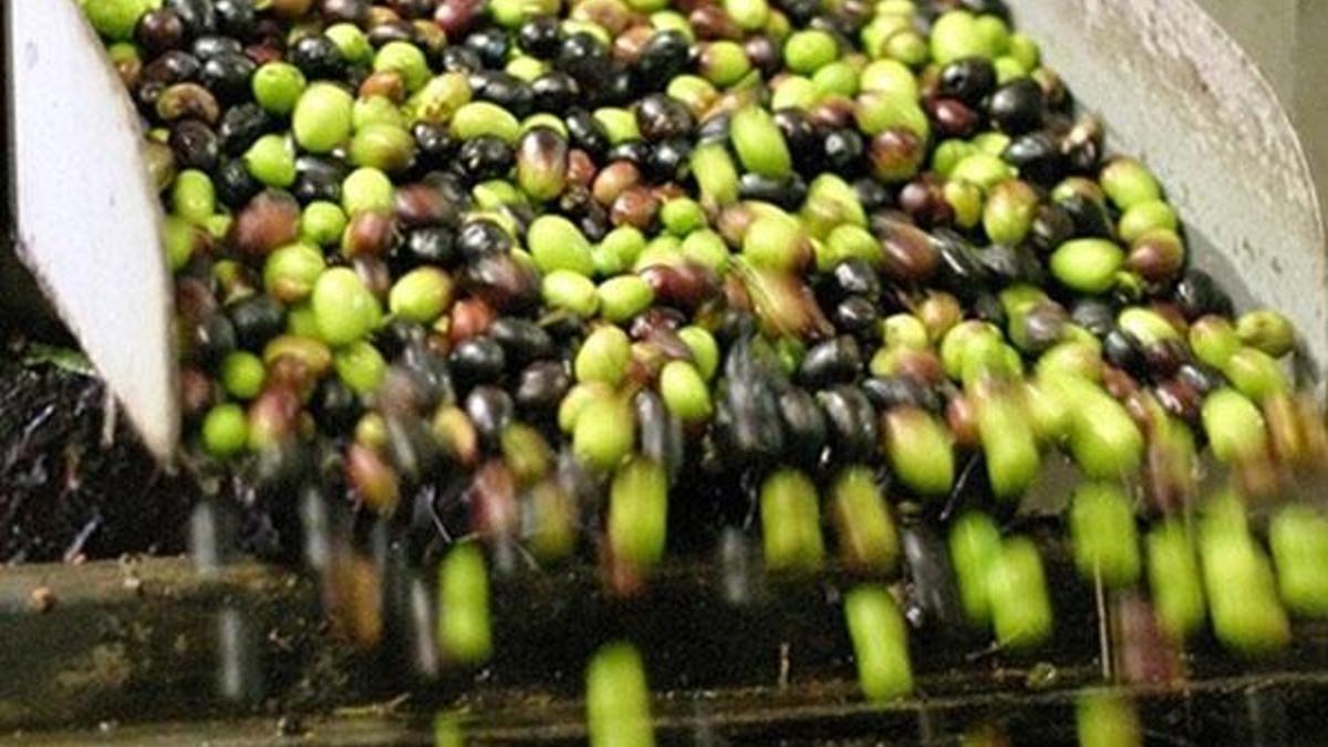 Marmarabirlik zeytin alım fiyatları açıklandı