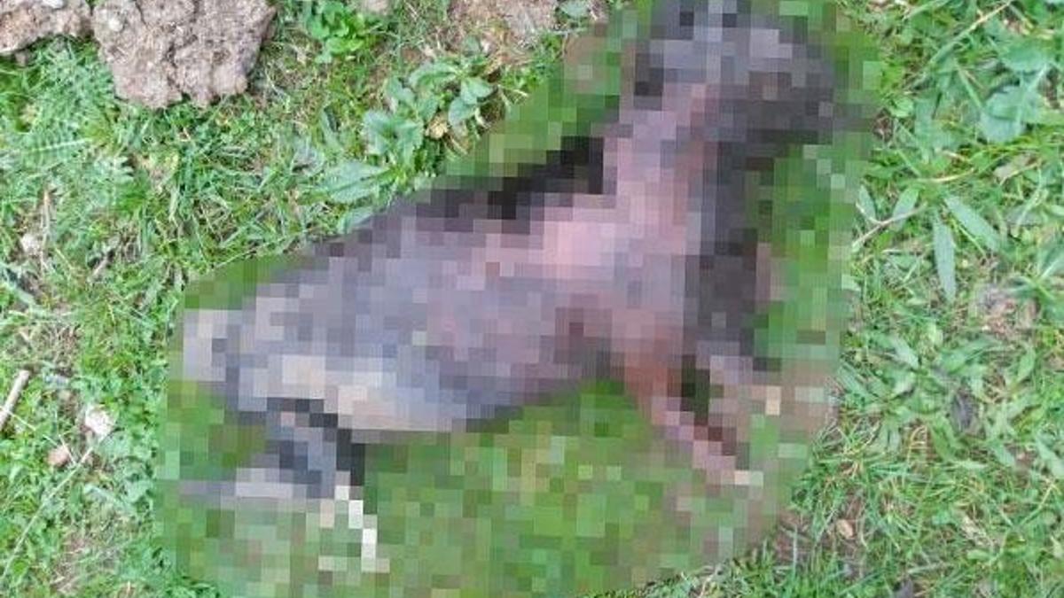 Kocaeli'de yakılmış kedi bulundu