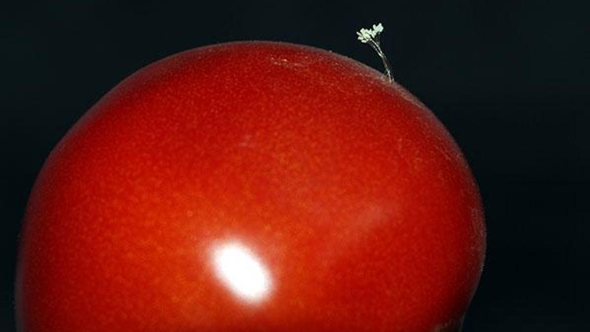 'Udumbara çiçeği' sandı, böcek yumurtası çıktı