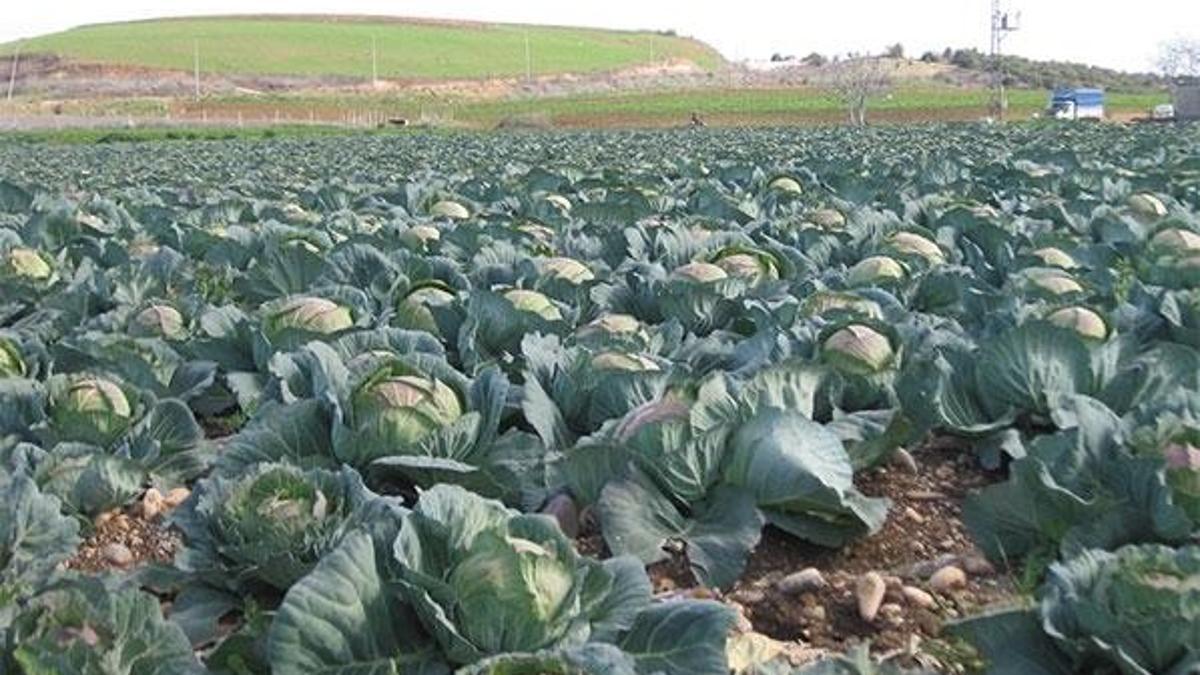 Tarlayı lağım suyuyla sulayan çiftçiye ceza