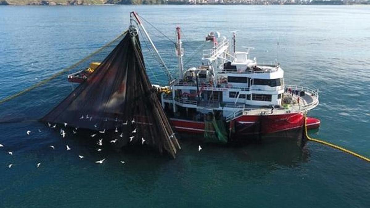 Karadeniz'de hamsi bereketi!