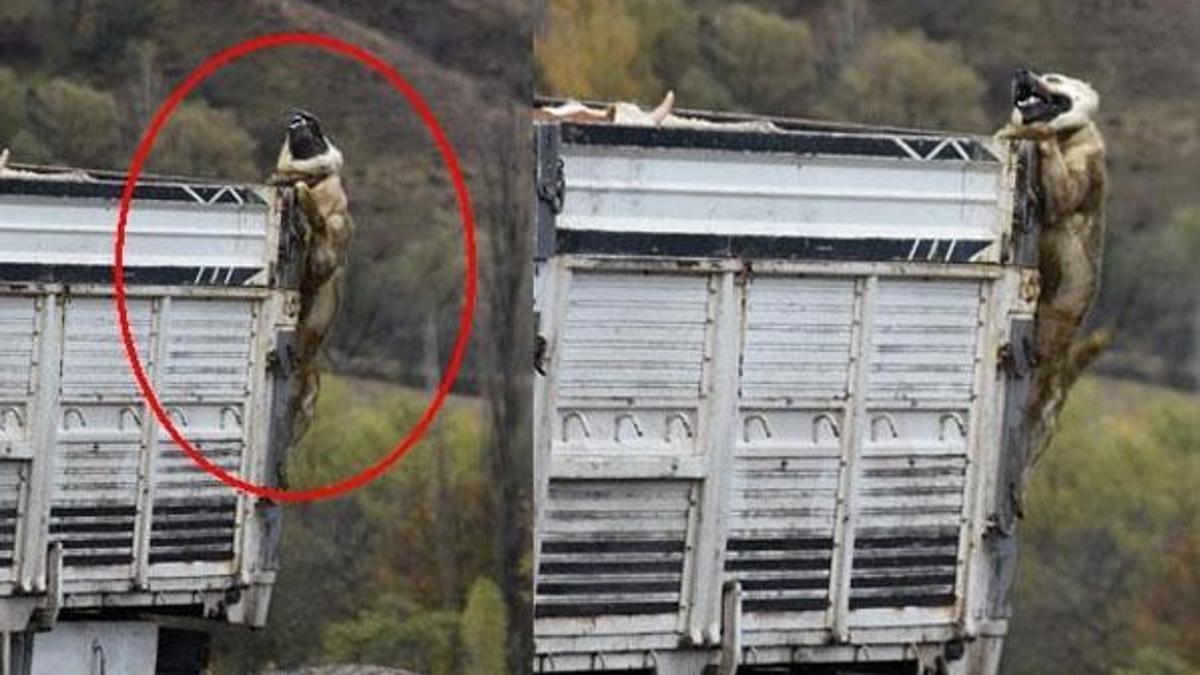 Kamyon kasasında o halde gören şok oldu!