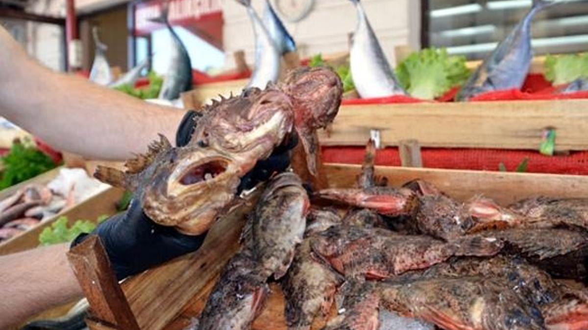 İskorpit balık tezgahlarını süsledi