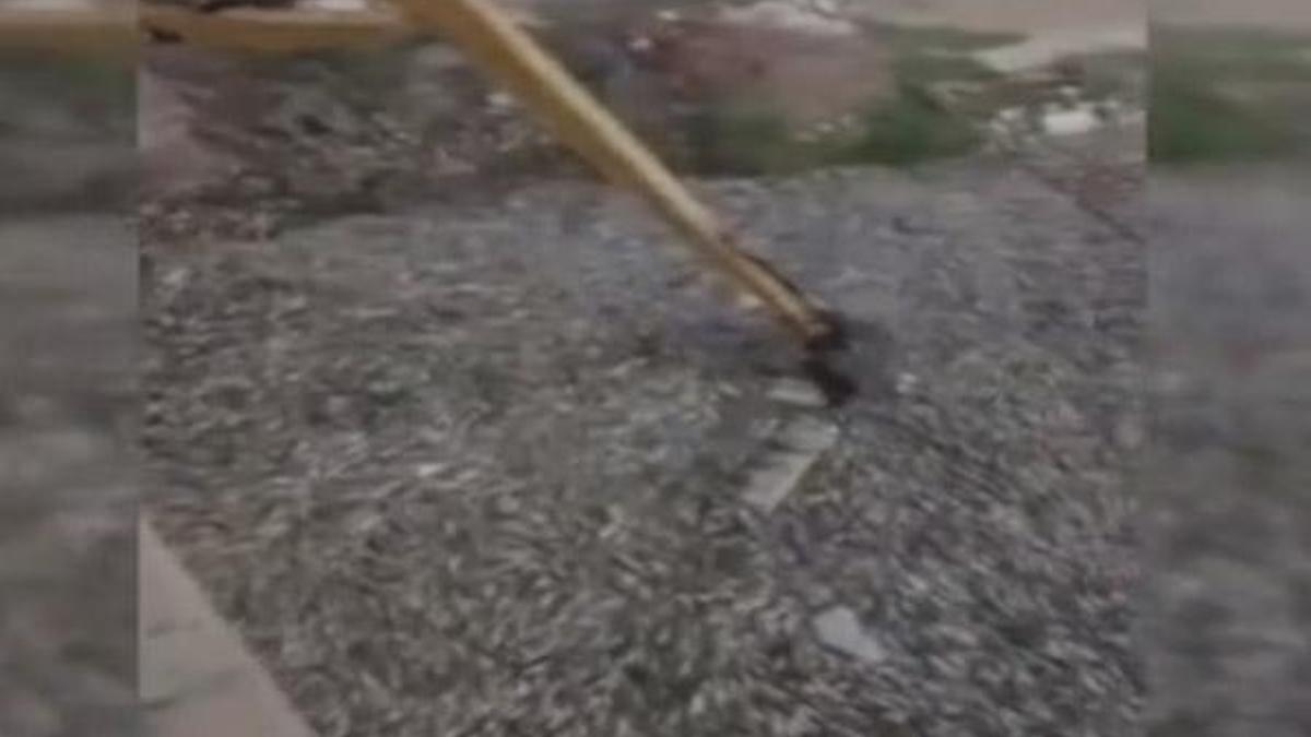 Irak’ta binlerce ton balık telef oldu!