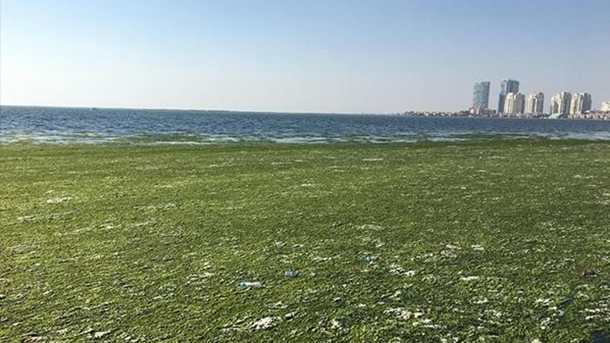 İzmir Körfezi’nde ürküten görüntü!