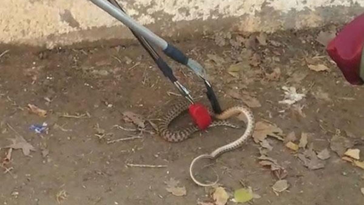Okulda yılan paniği! 1 metre uzunluğunda...