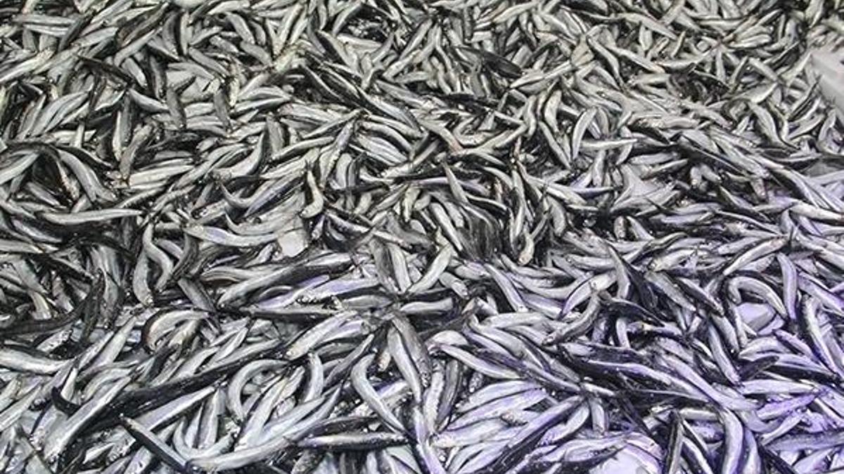 Palamut tahtını hamsiye devrediyor