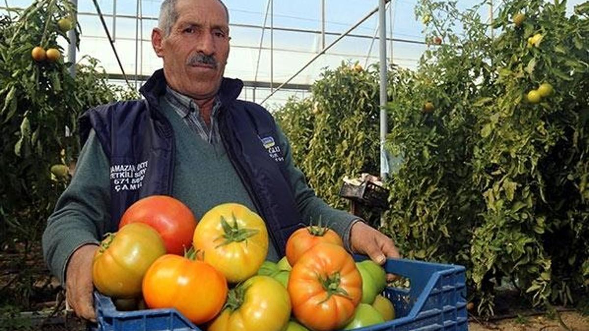 Bombus arısıyla ürettiği domateslerin her biri 1 kilo