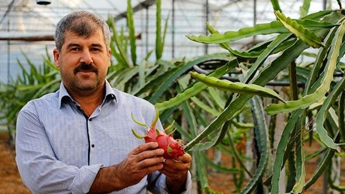Domates biberden para kazanamayınca ejder meyvesi işine girdi