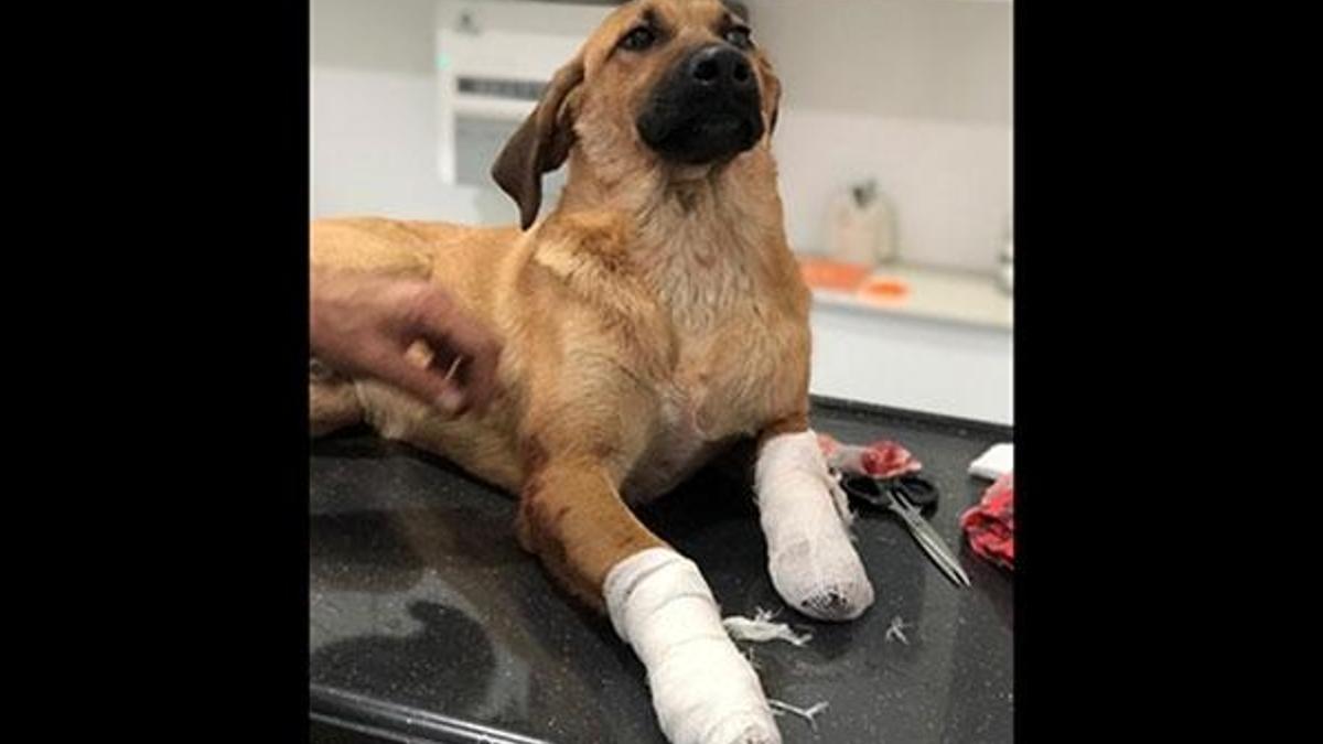 Dehşet! Yavru köpeği, bacaklarından vurdular