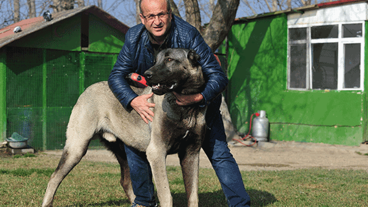 Otomobil fiyatına Kangal köpeği