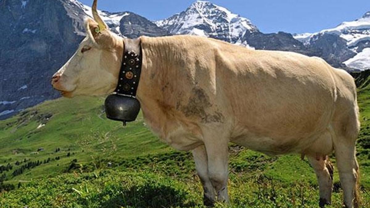 'İnekler boynuzlu mu boynuzsuz mu olsun?' referandumu