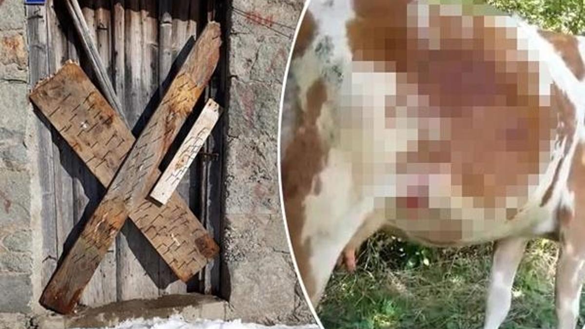 Doğu Karadeniz'de ayı popülasyonu arttı, bölge halkı tedirgin