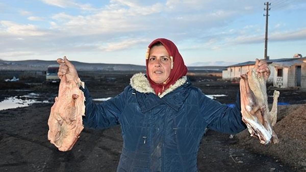 Kars'ta kaz çiftliklerinde hummalı çalışma