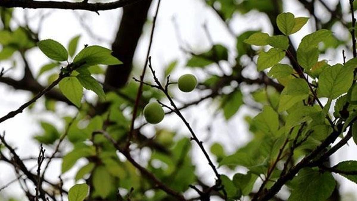 Muğla'da şaşırtan görüntü