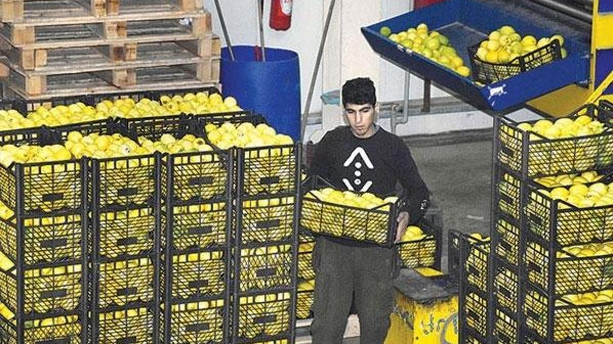 460 ton limon sınır kapısından geri döndü