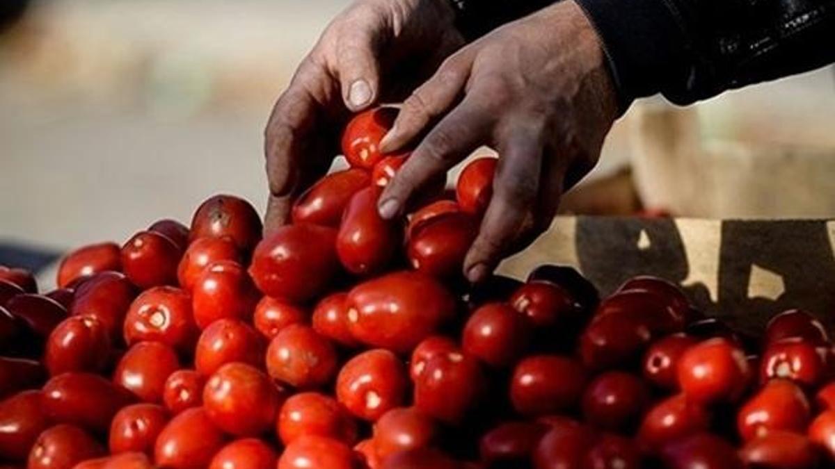 Irak pazarı daraldı, domates fiyatları düştü
