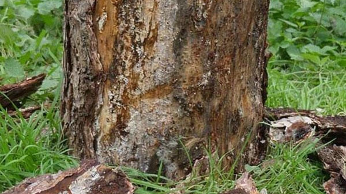 Trabzon'da ürküten rapor! 1 milyondan fazla tespit edildi...
