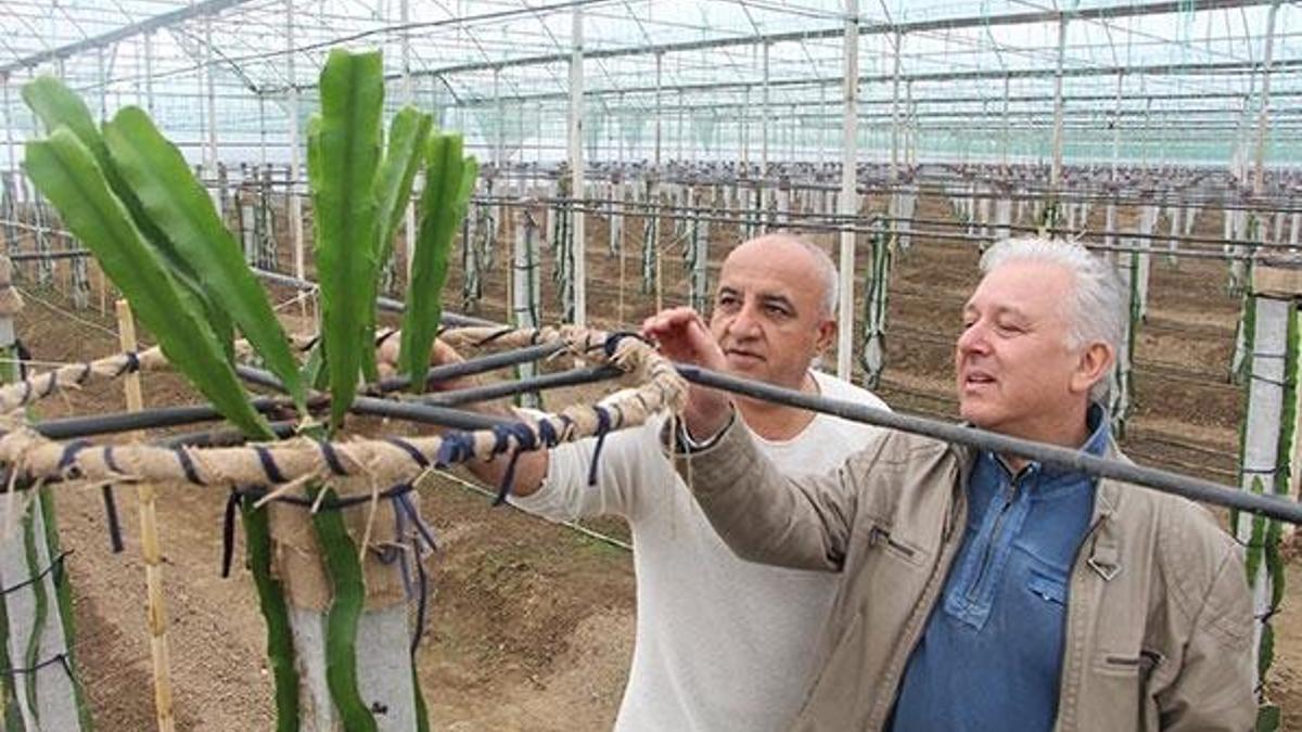 İş makinelerinden bıktı 100 bin dolarlık ‘ejder meyvesi’ üretimine girdi