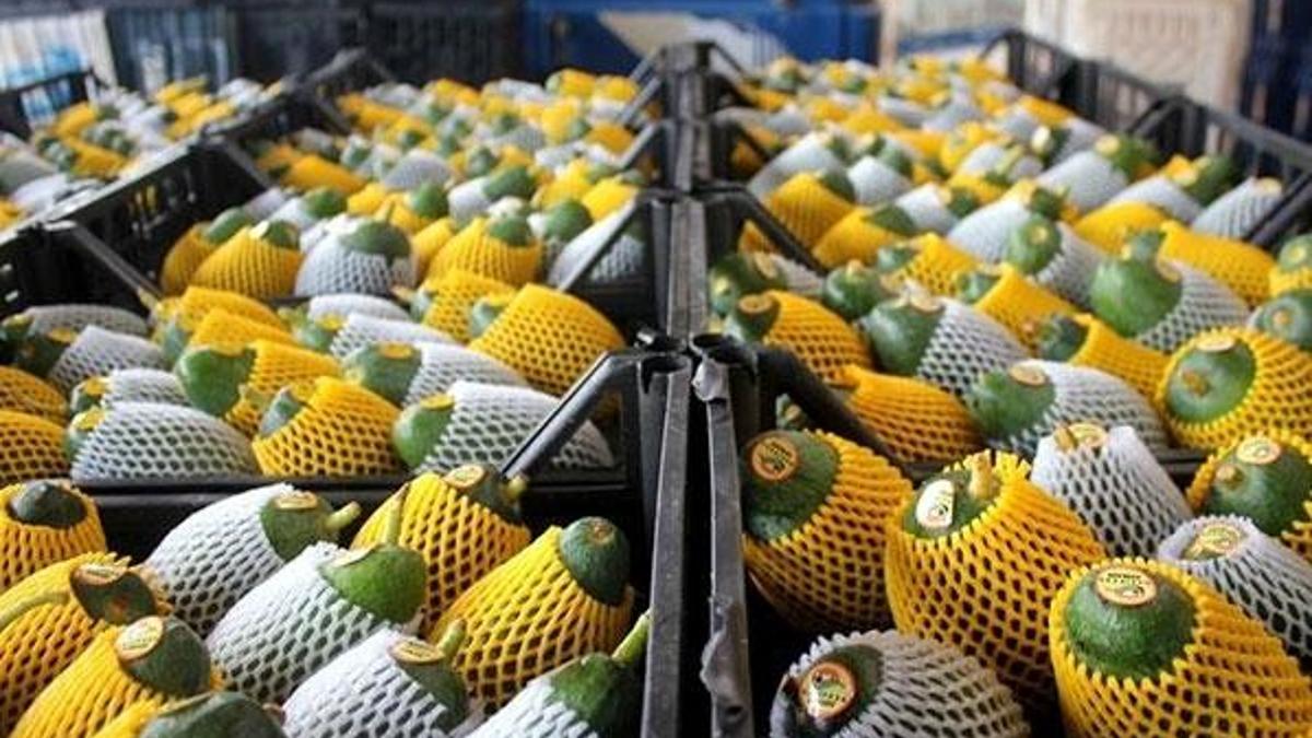 Gazipaşa'dan avokado ihracatı başladı
