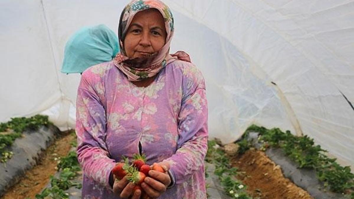 'Kış çileği' çiftçinin yüzünü güldürdü