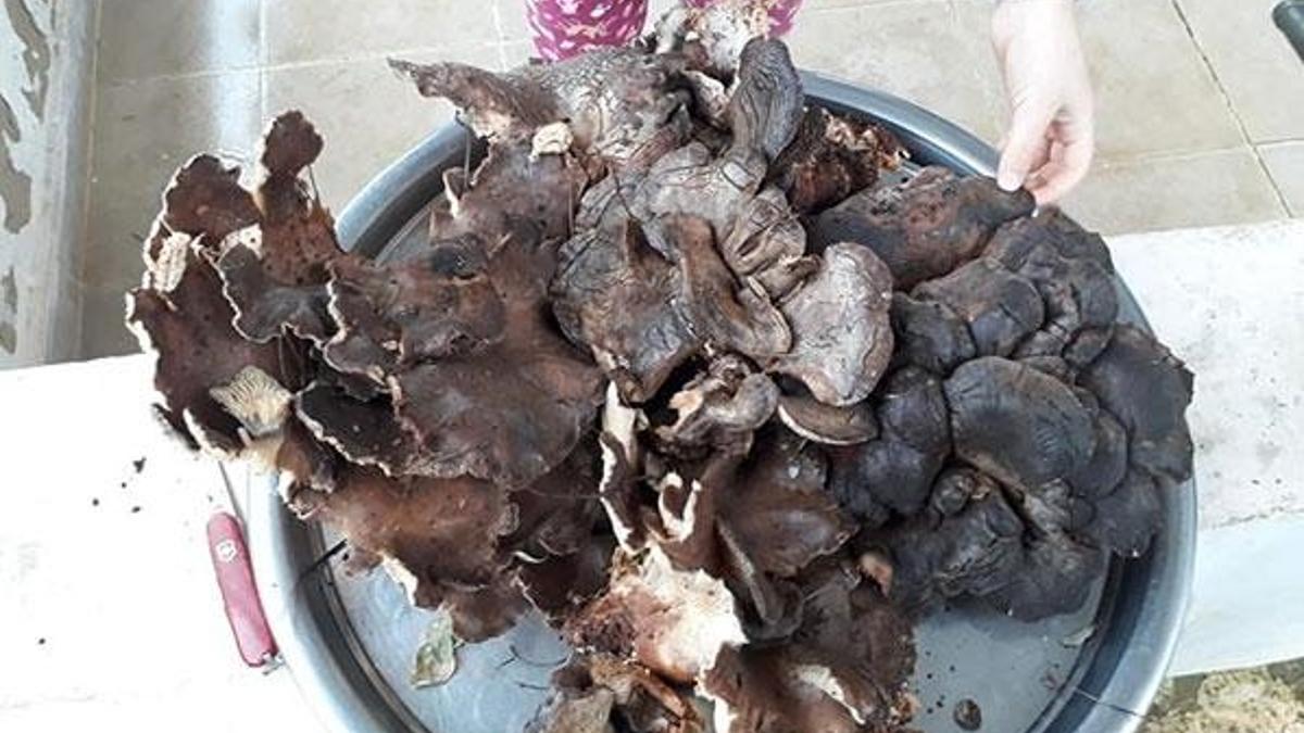 5 kilo 700 gramlık mantar şaşırttı