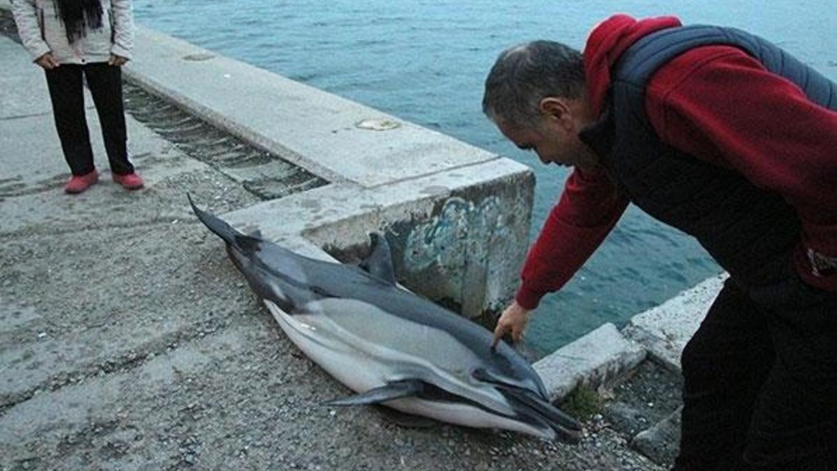 Sarıyer'de ölü yunus bulundu