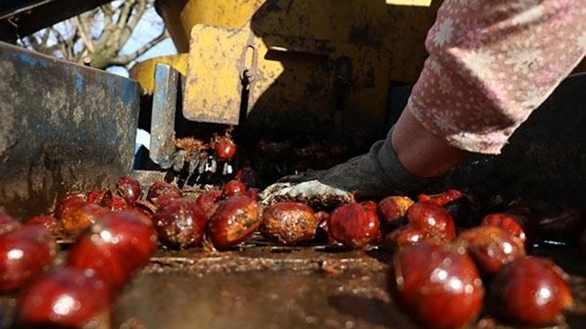 Kilosu 20 lira! Kapış kapış gidiyor...