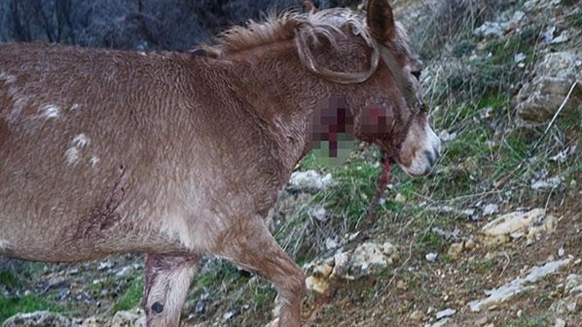 Köye inen kurtlar atlara saldırdı!