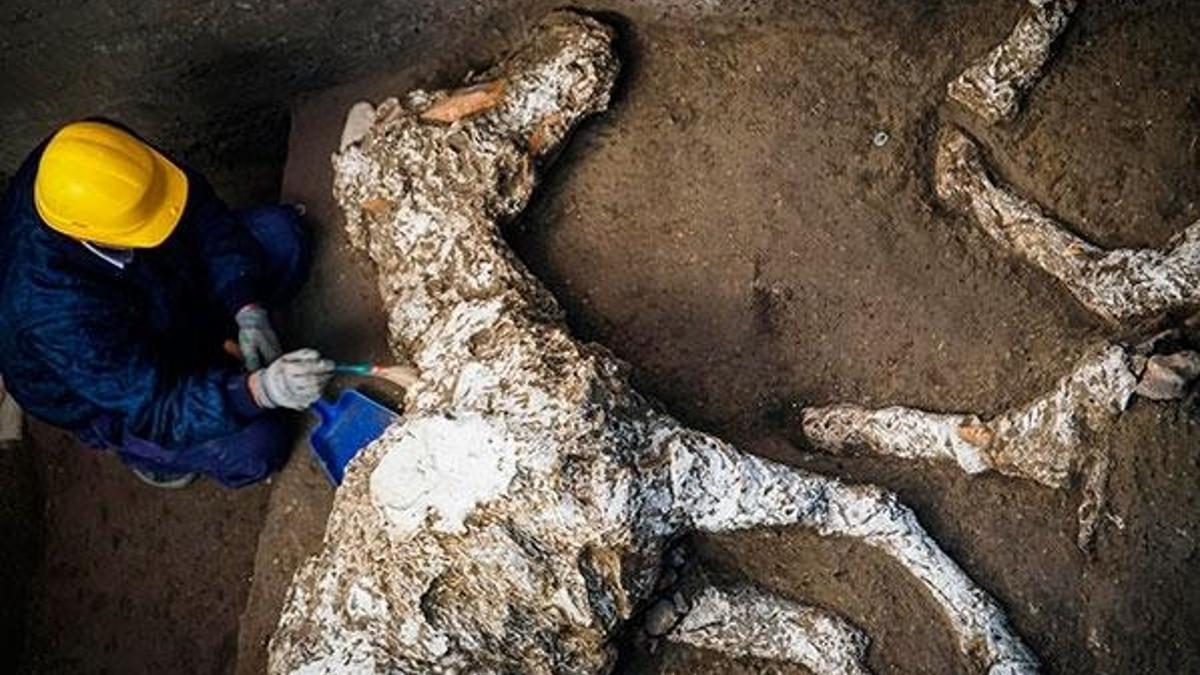 Pompeii'de taşlaşmış at bulundu
