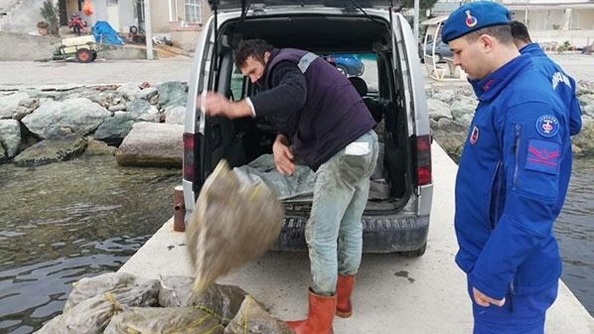 Jandarma ekiplerinden kaçak midye baskını