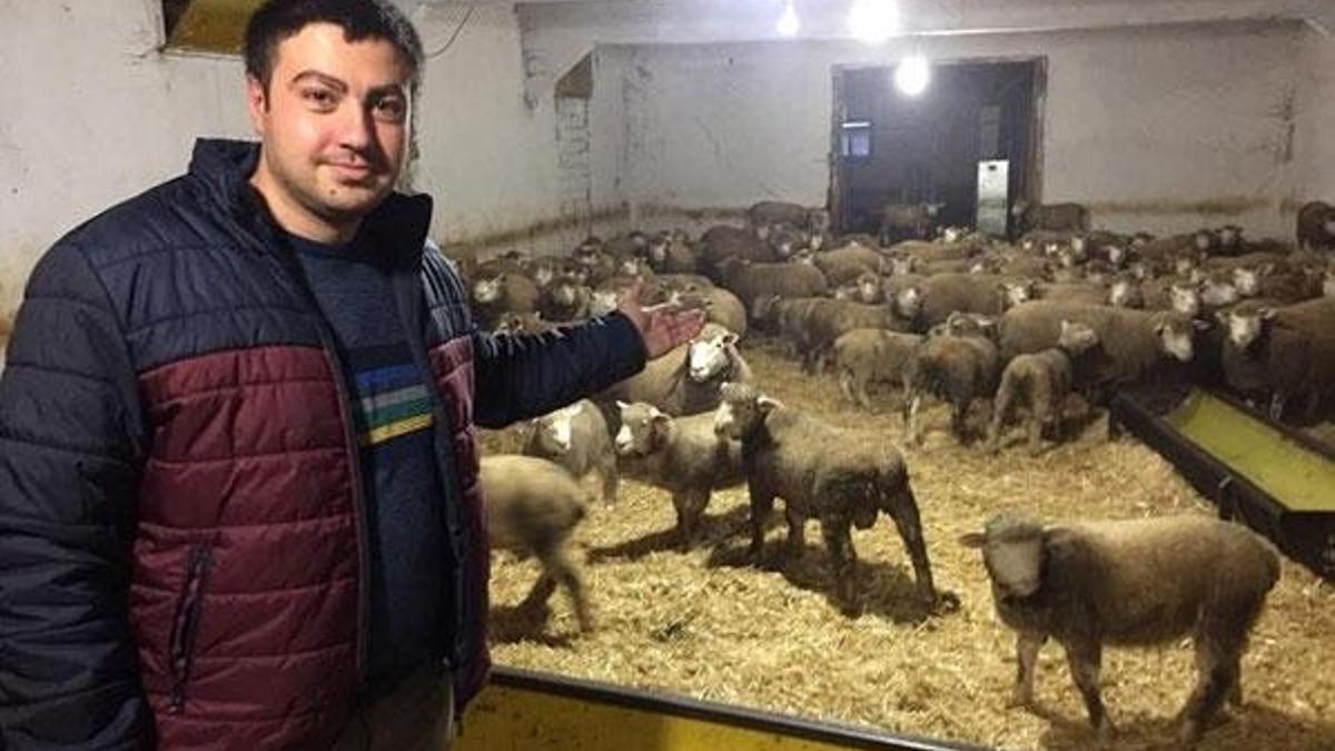 Herkes bu kuzuların peşinde