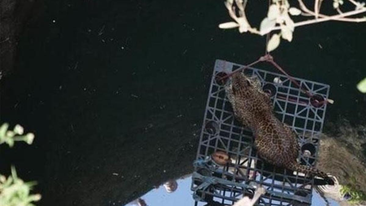 Hindistan'da leopar sıkıştığı kuyudan kurtarıldı