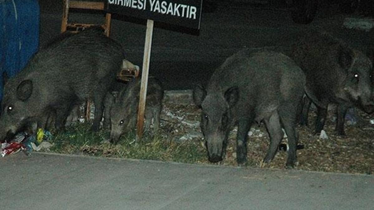 Bir anda etrafını sarınca ne yapacağını şaşırdı!