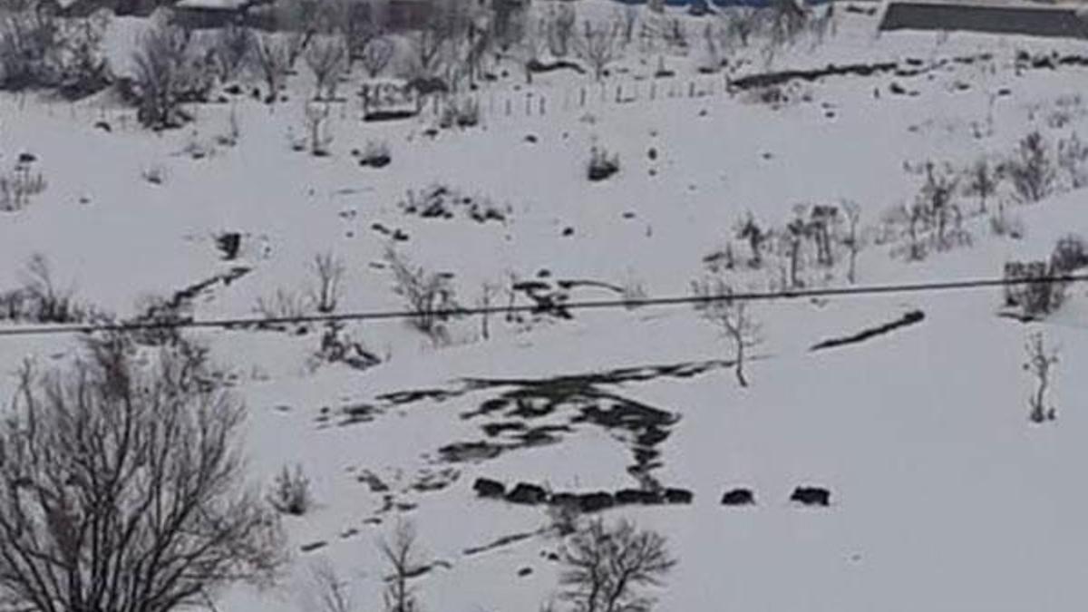 Bingöl'de domuz sürüsü köye indi