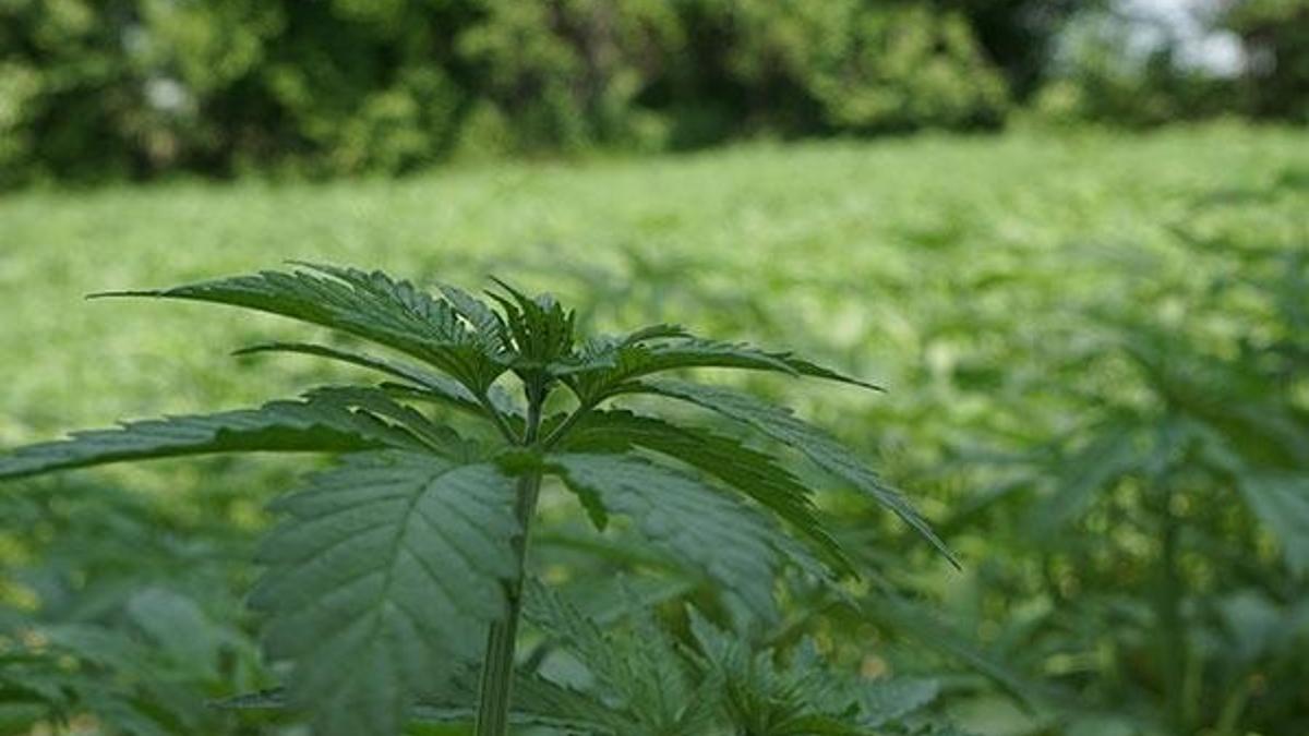 Kenevir üretiminde yeni döneme giriliyor