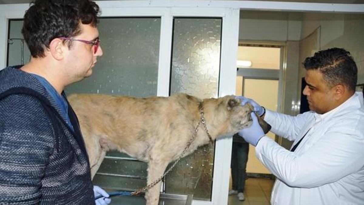 Türkiye’de ilk kez bir köpeğe stent takıldı