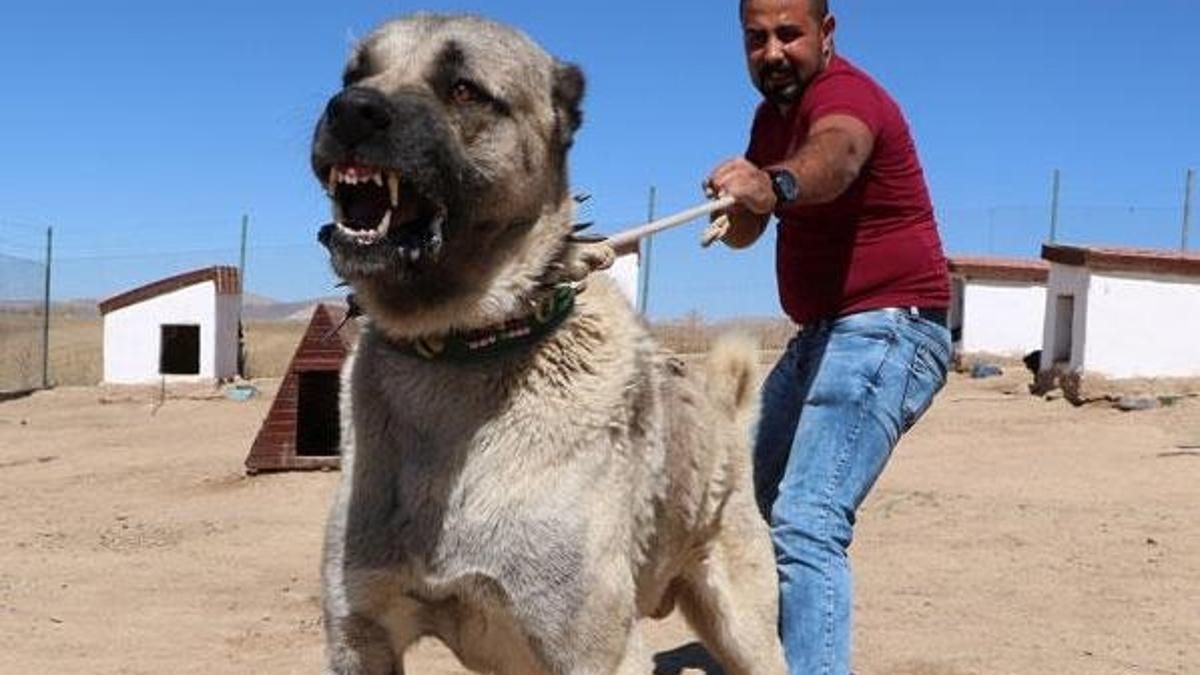 Kangal köpeklerinin yavrularını yemesinin sırrı çözüldü