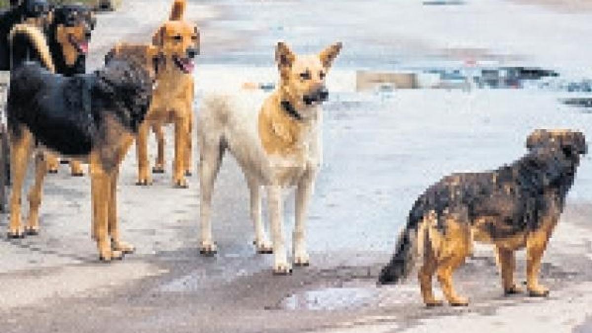 Sokak köpekleri isyan ettirdi!