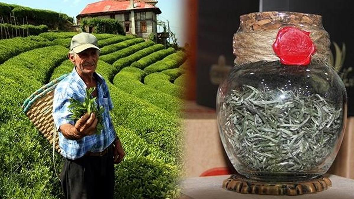 Kilosu 4 bin lira beyaz çay, yok satıyor