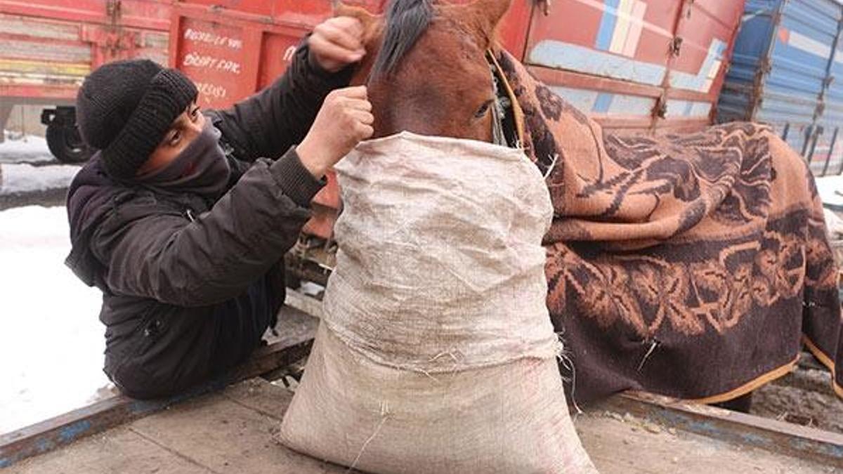 Atlarını soğuktan battaniye ile koruyorlar