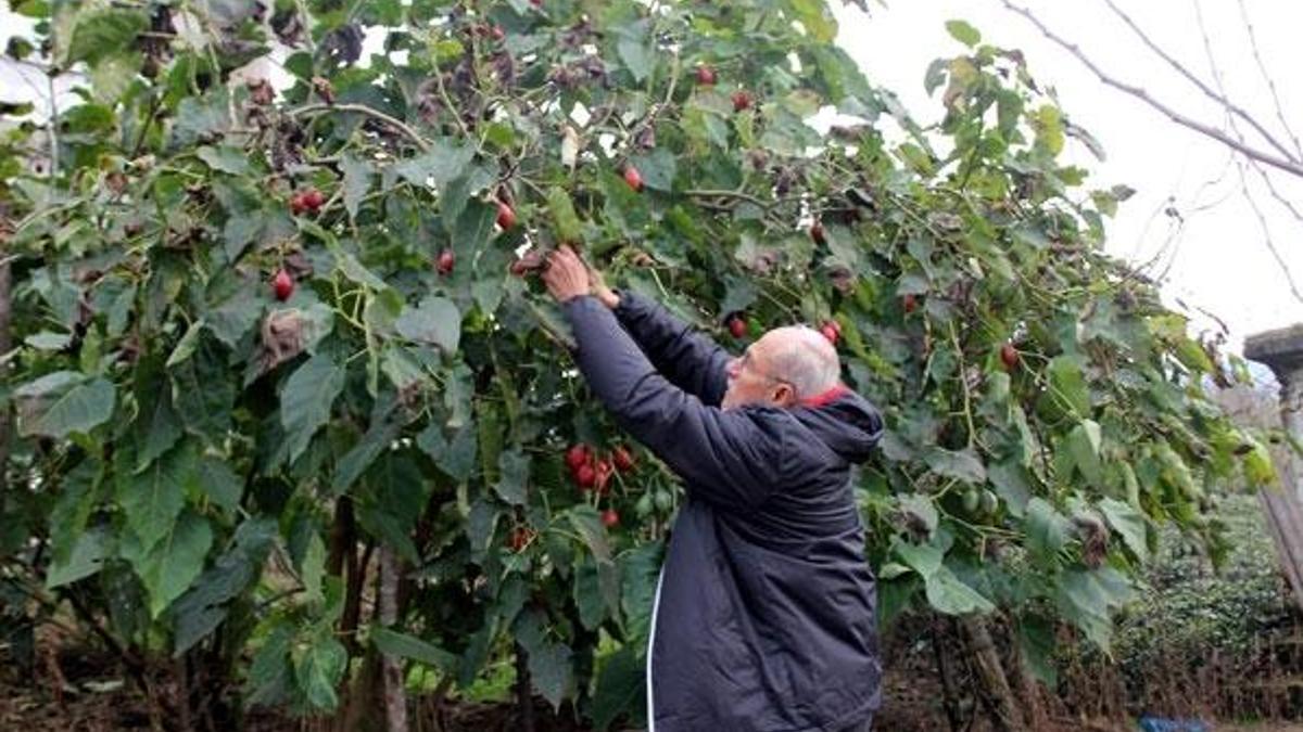 Almanya'da saksıda gördü, köyünde yetiştirmeye başladı