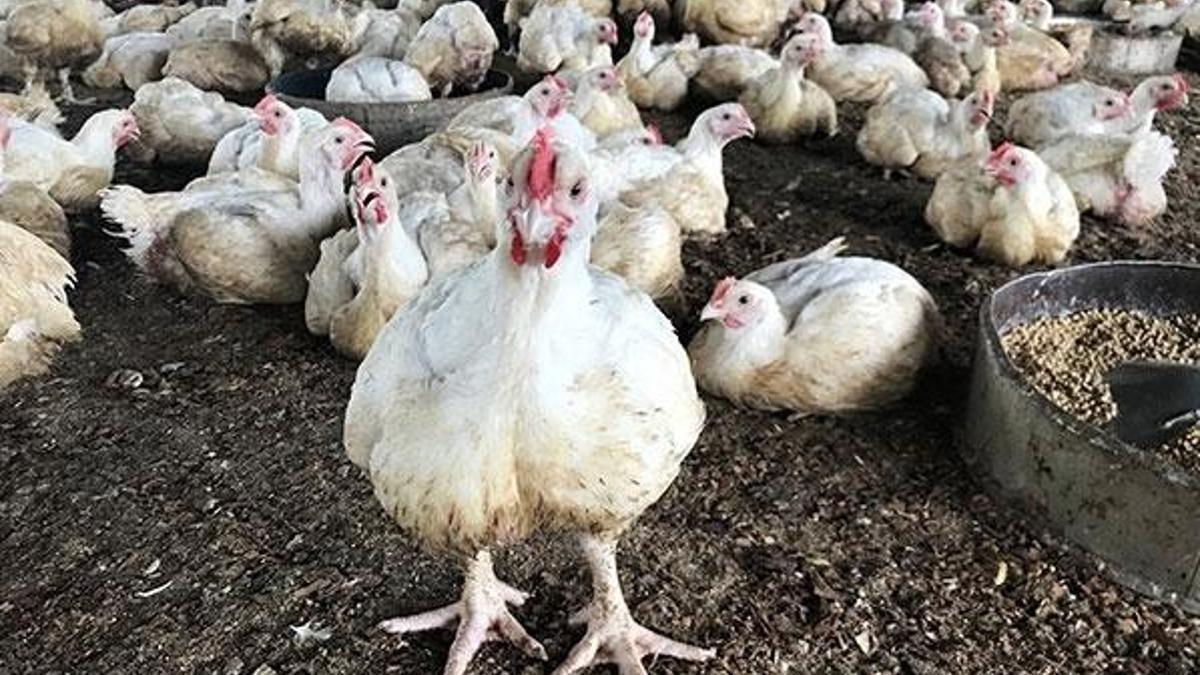'Kanser ilaçları yumurtlayan' tavuk yetiştirdiler!