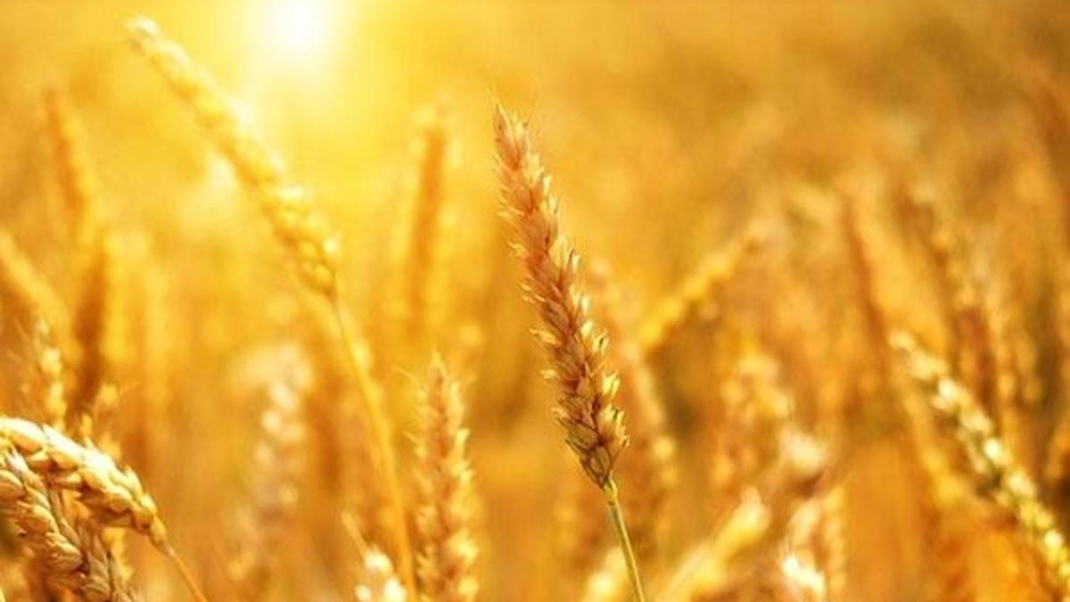 Tarımda çalışanlar nasıl sigortalı olur?