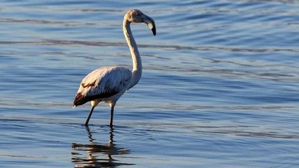İznik gölünde ilk kez görülen flamingo kayıt altına alındı