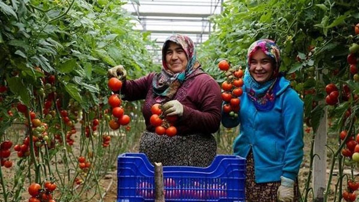 Üretici tanzim satıştan memnun! 3 günde bin ton...